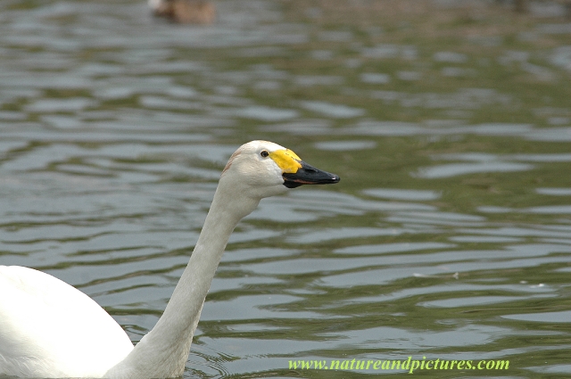 bewick's swan, bewick's swans-3.jpg - BEWICK'S SWAN - SLIMBRIDGE - 2006